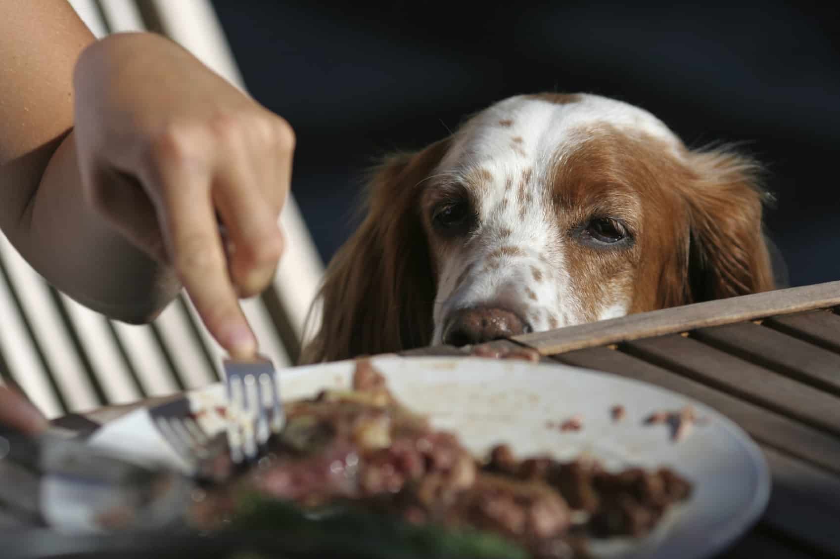 Собака не ест только пьет. Собака ворует еде со стола. Животные еда со стола. Собака клянчит еду со стола. Кормление животных.
