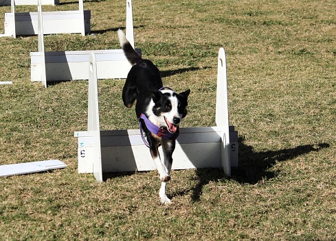 flyball