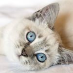 Pourquoi mon chat ronronne ?