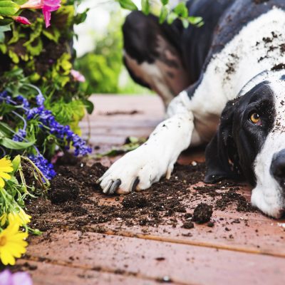 Les plantes dangereuses pour chien