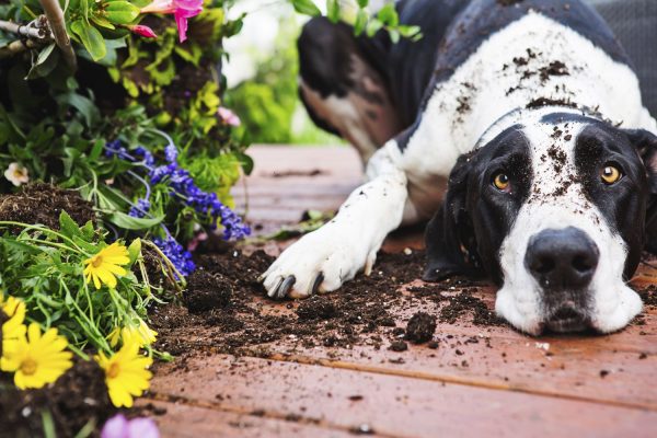 Les plantes dangereuses pour chien