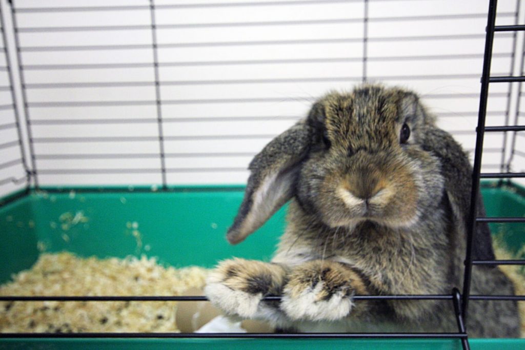 Fauché Comme Un Lapin En Plein Vol Quelle cage choisir pour votre lapin ? — Autourdesanimaux