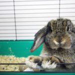 Quelle cage choisir pour votre lapin ?