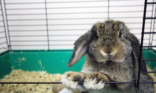 Quelle cage choisir pour votre lapin ?