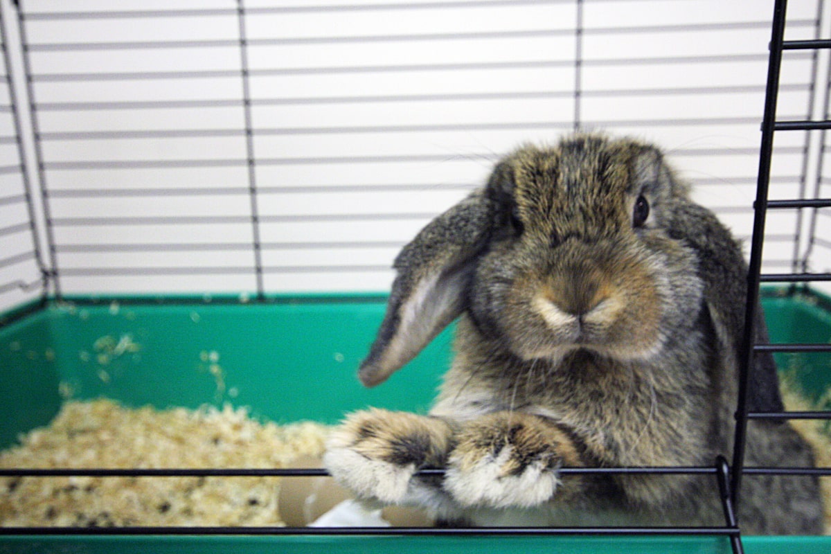 Quelle cage choisir pour votre lapin ? — Autour des animaux