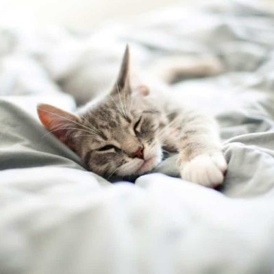 Pourquoi les chats dorment-ils autant ?