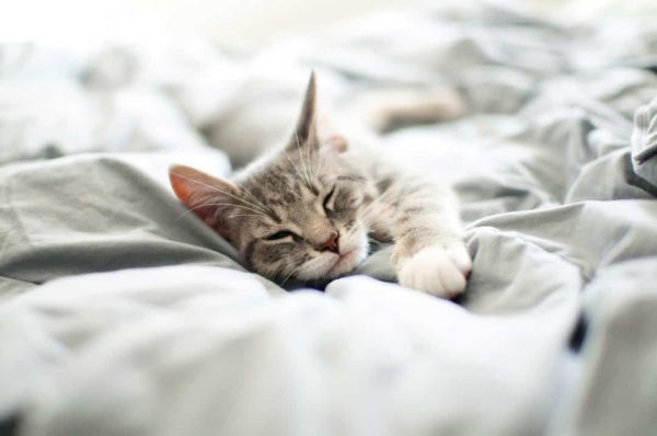 Pourquoi les chats dorment-ils autant ?