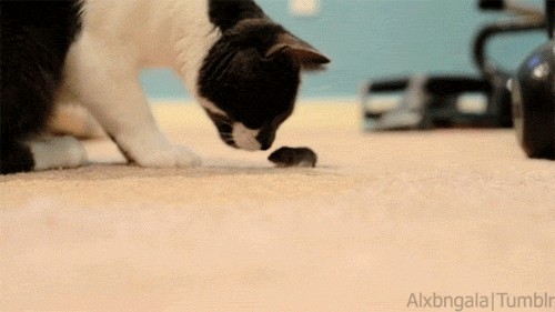 chat joue avec souris gif