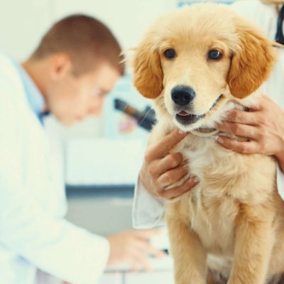 Leptospirose chez le chien : symptômes, traitement