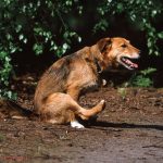 Pourquoi mon chien se frotte le derrière par terre ?