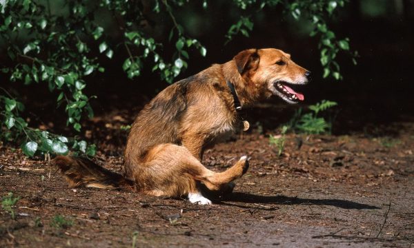 Pourquoi mon chien se frotte le derrière par terre ?