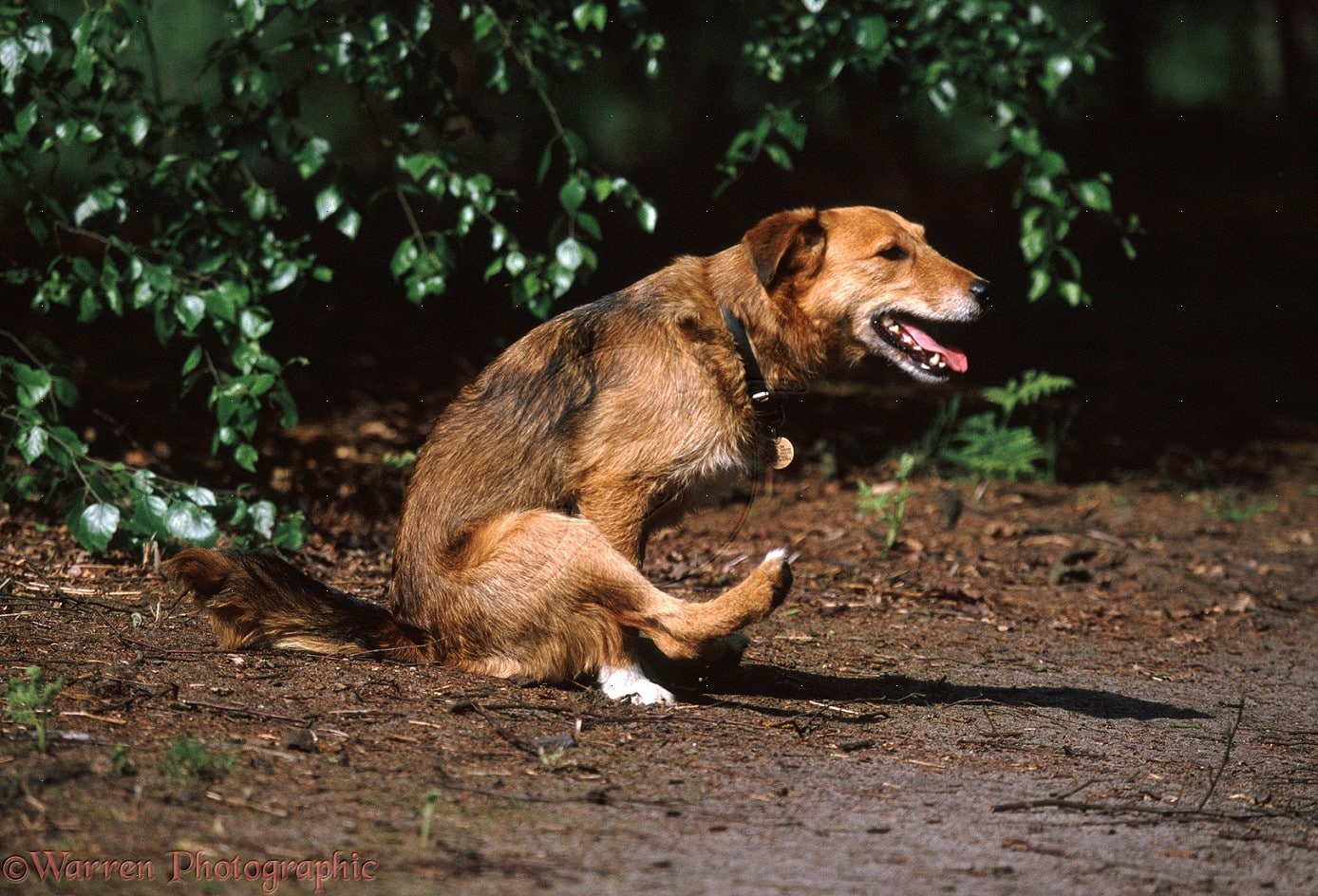 Mon Chien Traine Son Derriere Conseils Infos Autour Des Animaux