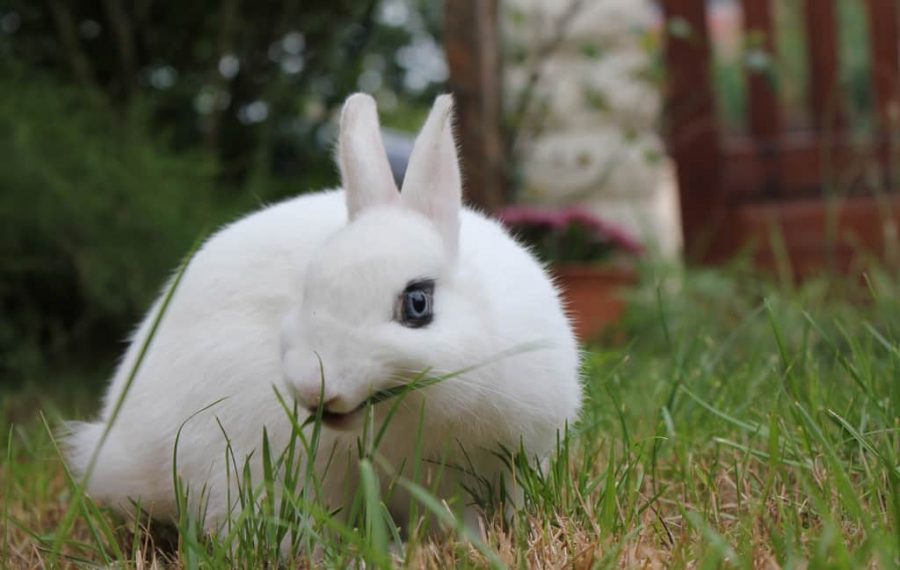 Conejo blanco de Viena