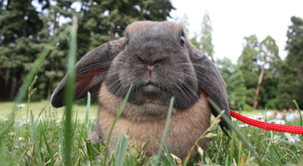 Nettoyer la cage de votre lapin : fréquence et litière