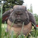 Nettoyer la cage de votre lapin : fréquence et litière