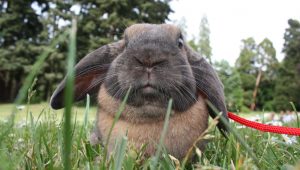 Nettoyer la cage de votre lapin : fréquence et litière