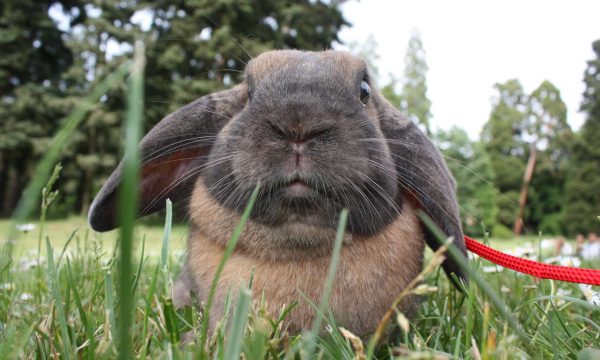 Nettoyer la cage de votre lapin : fréquence et litière