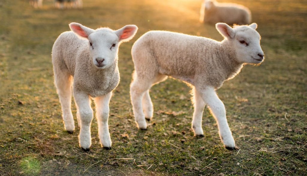 brebis et moutons