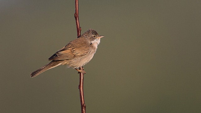 oiseau fauvette