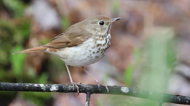 oiseau grive