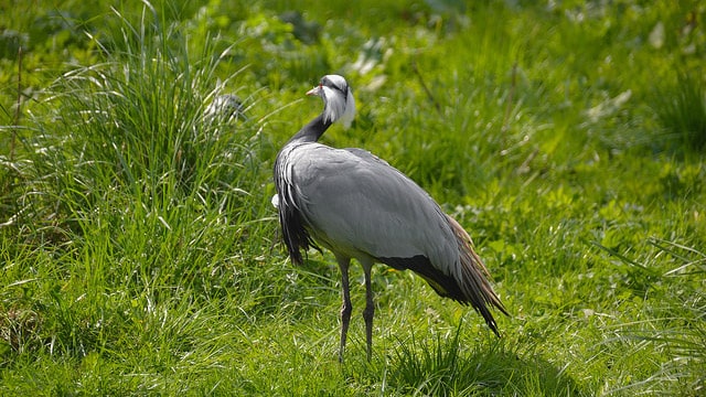 oiseau grue