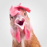 L’intelligence de la poule ! Non une poule n’est pas stupide !