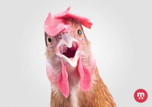 L’intelligence de la poule ! Non une poule n’est pas stupide !