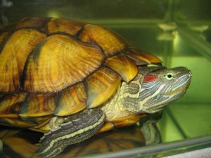 Comment Prendre Soin de Votre Tortue Pendant les Vacances