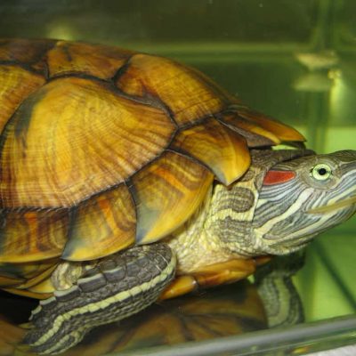 Je pars en vacances, que faire de ma tortue ?