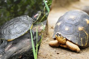Choisir une tortue terrestre ou aquatique ?