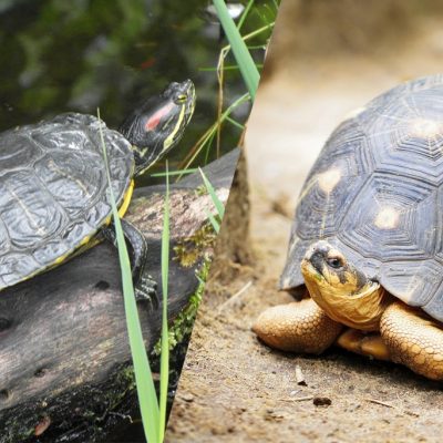 Choisir une tortue terrestre ou aquatique ?