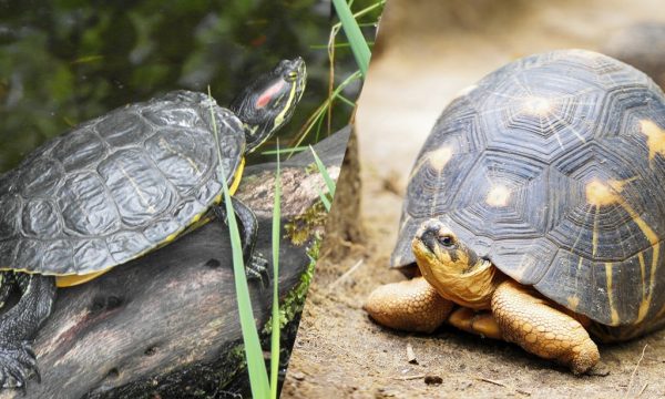 Choisir une tortue terrestre ou aquatique ?