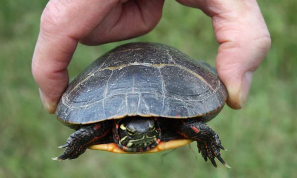 Quelle espèce de tortue pour débuter ?