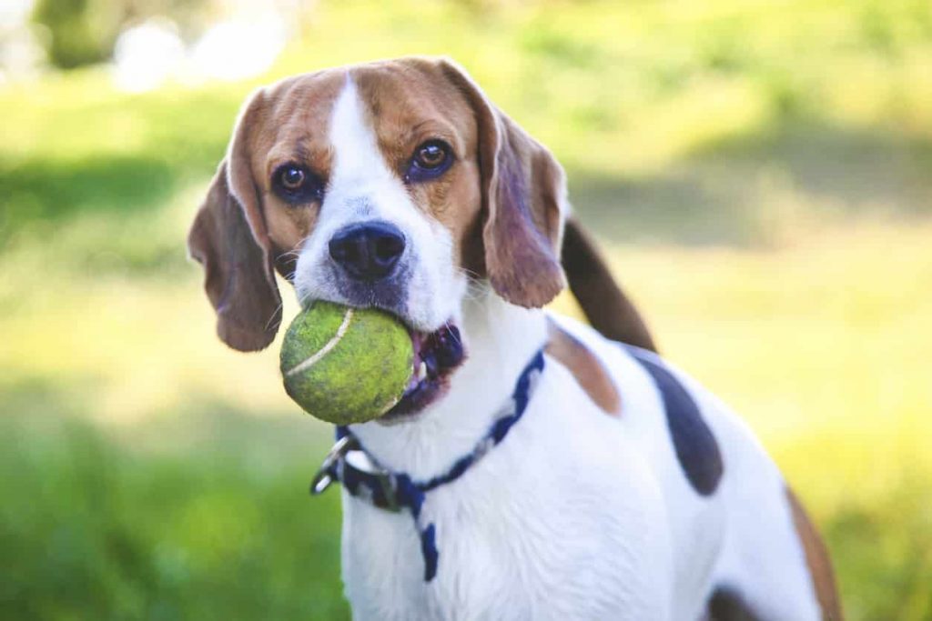 chien avec balle dans la gueule