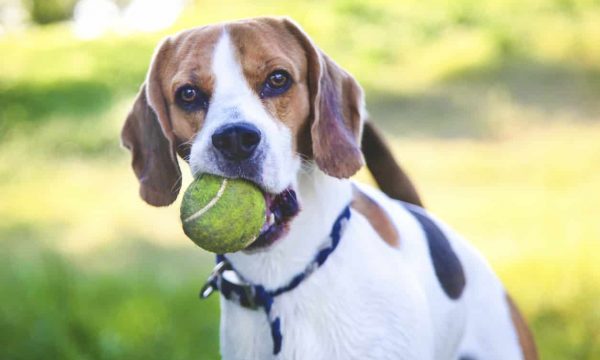 Apprendre l’ordre donne ou lâche à son chien