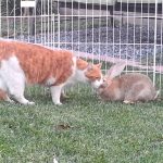 Cohabitation du lapin avec d’autres animaux
