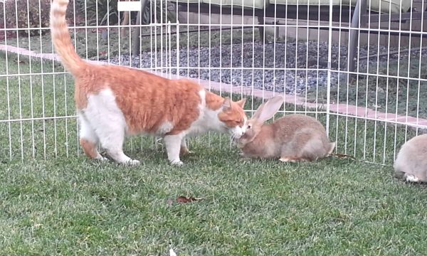 Cohabitation du lapin avec d’autres animaux