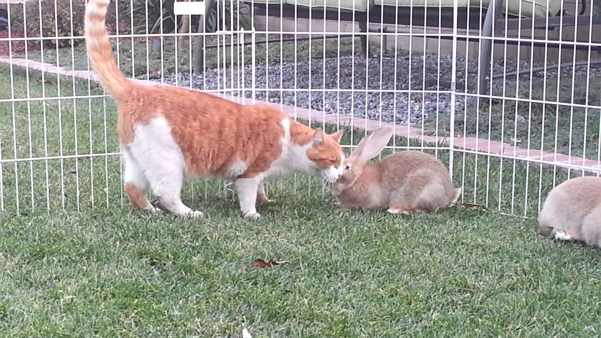 Cohabitation Du Lapin Avec D Autres Animaux Lapins Autour Des Animaux