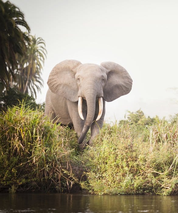 éléphant d'afrique