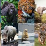 Animaux en voie de disparition : Top 10 espèces à connaître
