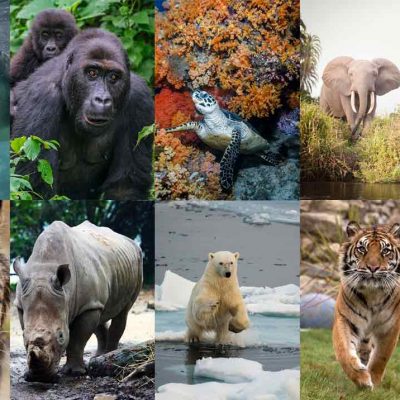 10 animaux qui sont menacés et en voie de disparition