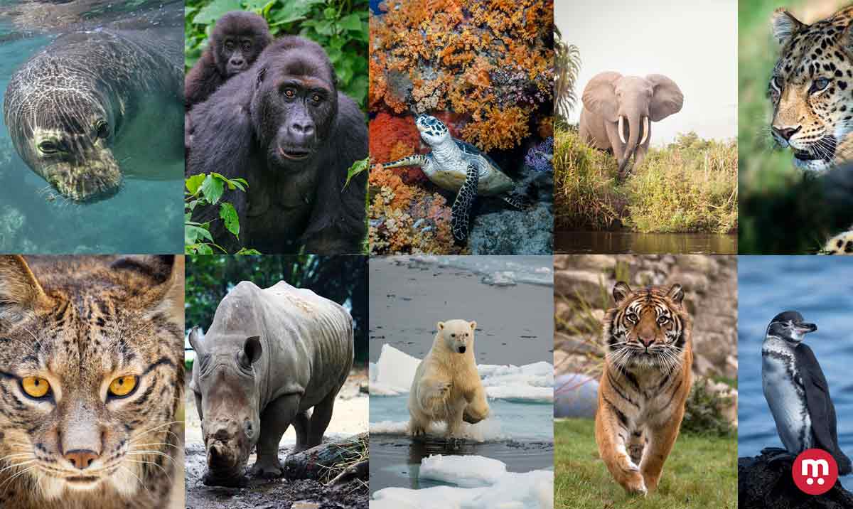 10 Animaux En Voie De Disparition Autour Des Animaux 10 Animaux En Voie De Disparition Autour Des Animaux