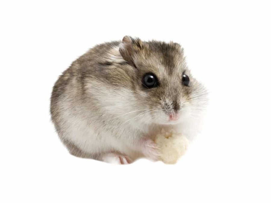 Le Hamster Campbell