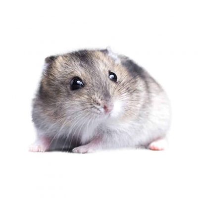 Hamster Chinois