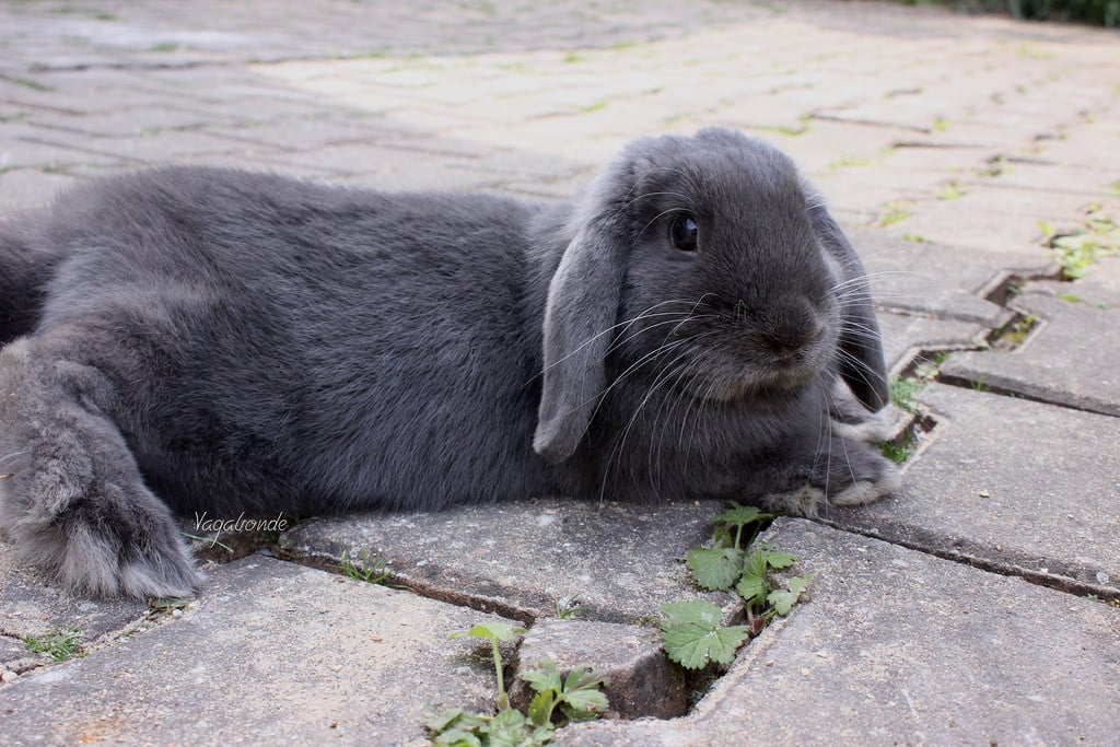 Lapin détendu