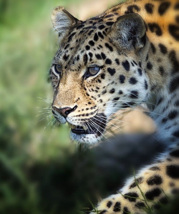 léopard de l'amour