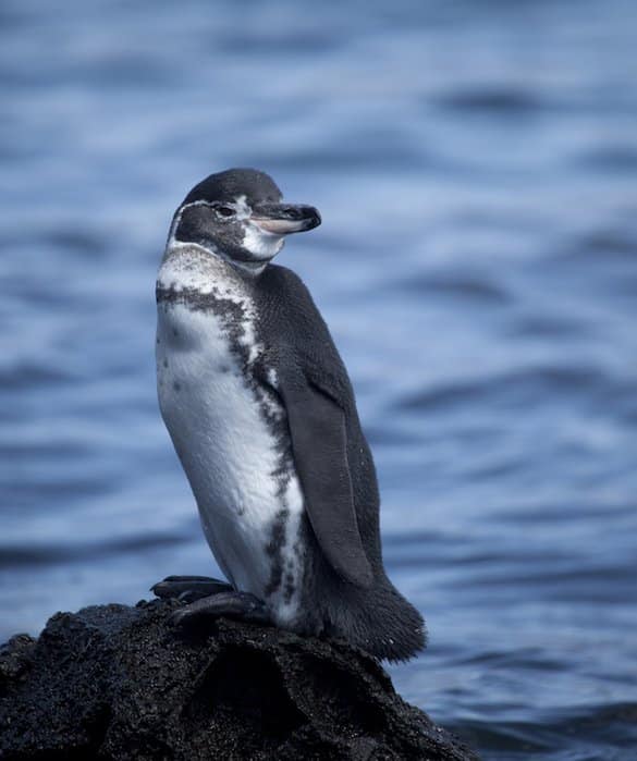 manchot galapagos