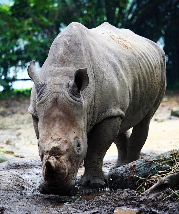 rhinocéros