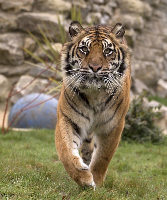 tigre de Sumatra
