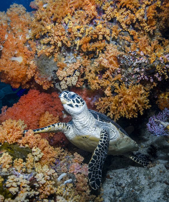 tortue imbriquée